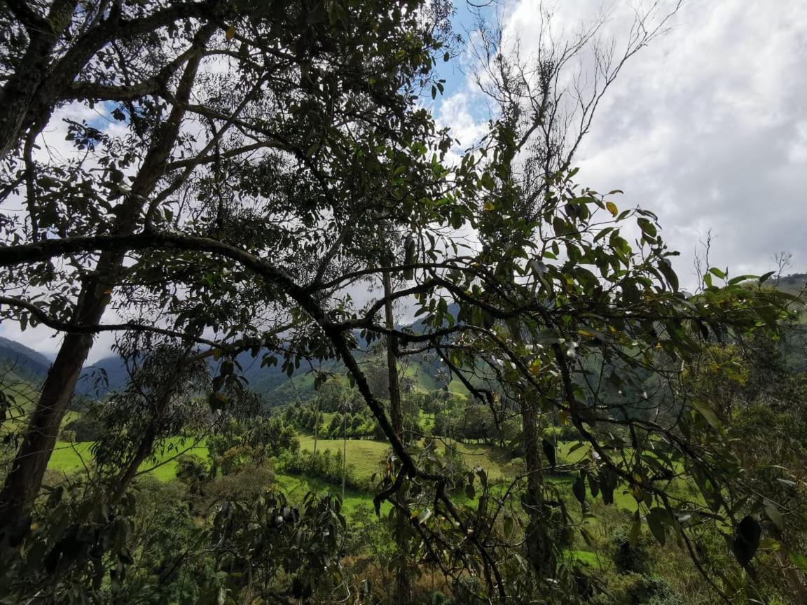 Cabanas Valle Del Cocora La Truchera Salento Kültér fotó