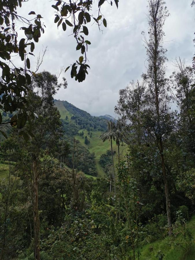 Cabanas Valle Del Cocora La Truchera Salento Kültér fotó